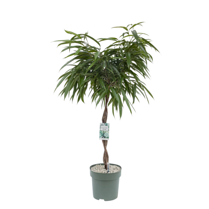 Architecturale Ficus Mahori op stam hydrocultuur voor boardroom