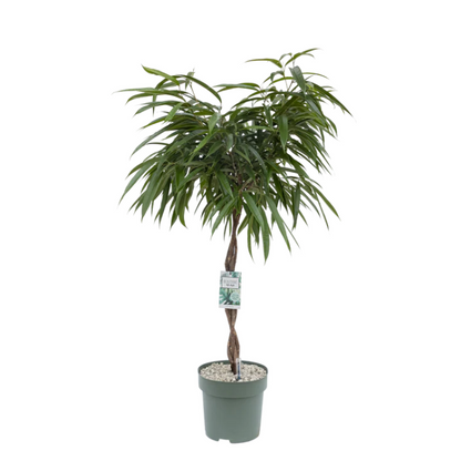 Architecturale Ficus Mahori op stam hydrocultuur voor boardroom
