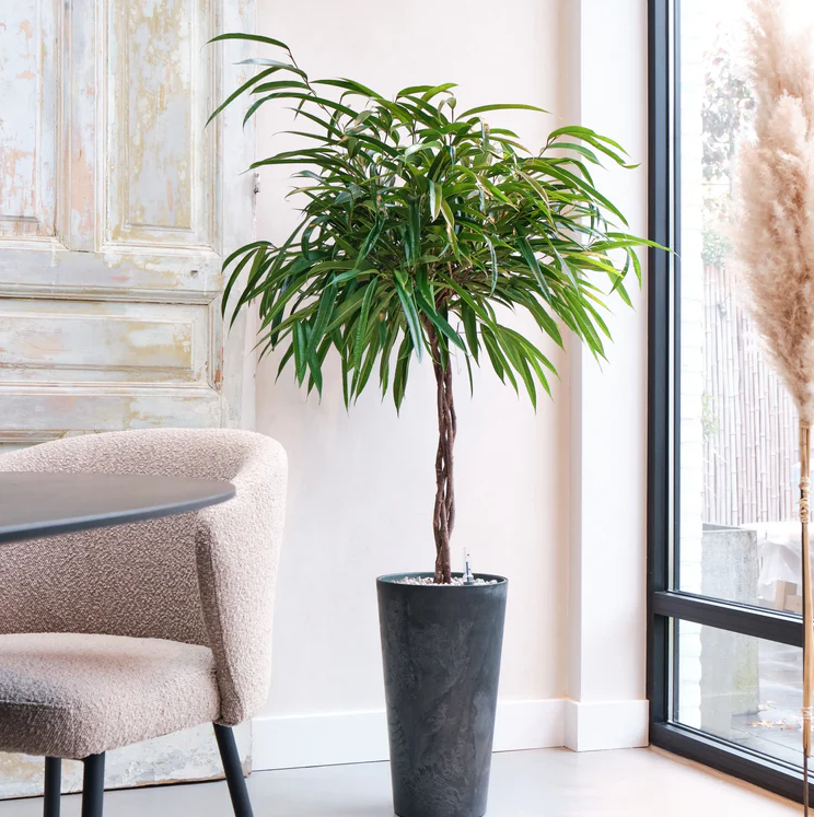Architecturale Ficus Mahori op stam hydrocultuur voor boardroom