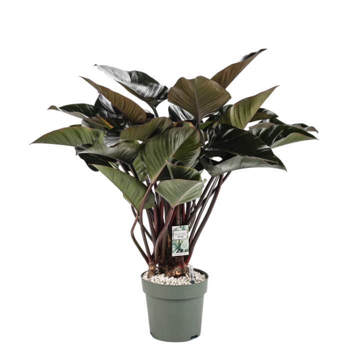 Exclusieve Philodendron Red Beauty op hydrocultuur voor luxe kantoor