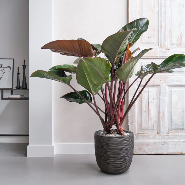 Exclusieve Philodendron Red Beauty op hydrocultuur voor luxe kantoor
