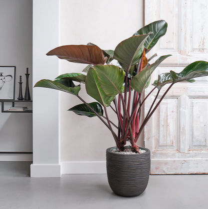Exclusieve Philodendron Red Beauty op hydrocultuur voor luxe kantoor