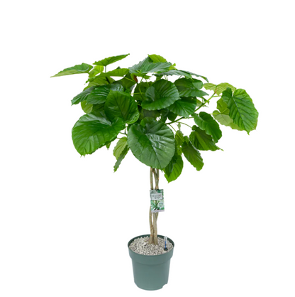 Grote hartvormige Ficus Umbellata op hydrocultuur voor kantoorinrichting