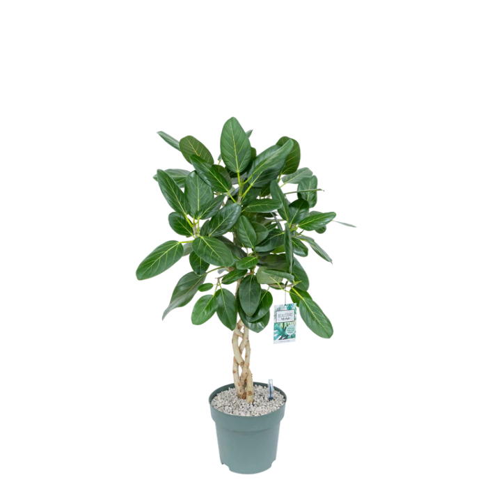 Trendy Ficus Audrey op stam hydrocultuur voor moderne kantoorruimte