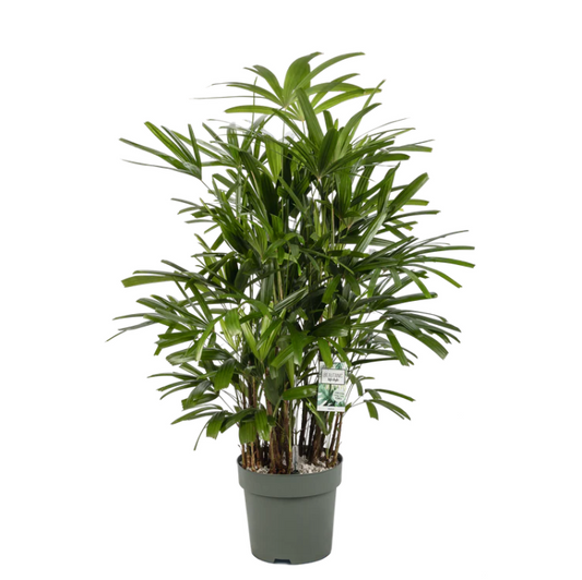 Exclusieve Rhapis Excelsa stokpalm op hydrocultuur voor schaduwrijke plek