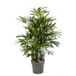 Exclusieve Rhapis Excelsa stokpalm op hydrocultuur voor schaduwrijke plek