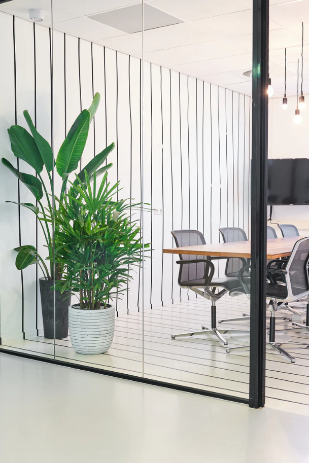 Exclusieve Rhapis Excelsa stokpalm op hydrocultuur voor schaduwrijke plek