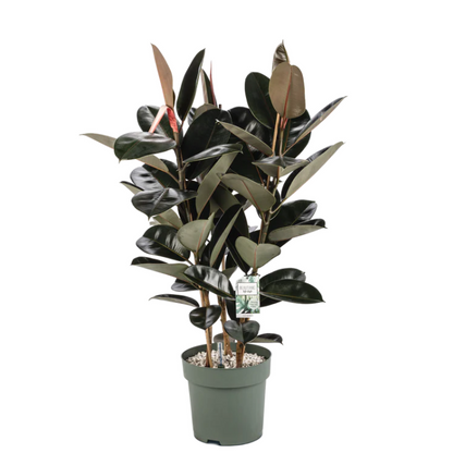 Smalbladige Ficus Mandela op stam hydrocultuur voor projectbeplanting