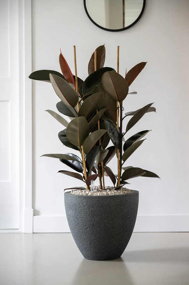 Smalbladige Ficus Mandela op stam hydrocultuur voor projectbeplanting