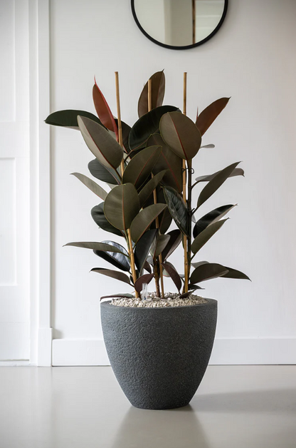 Smalbladige Ficus Mandela op stam hydrocultuur voor projectbeplanting