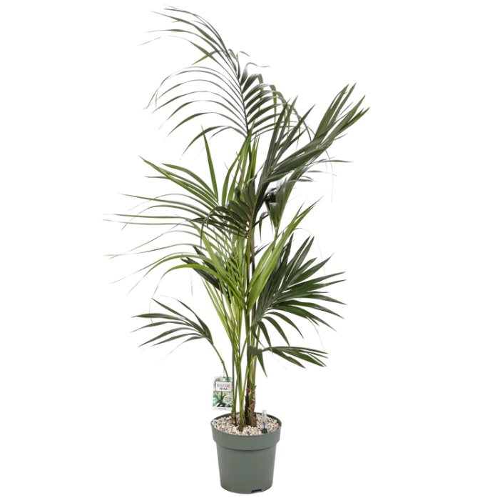 Klassieke Kentia Palm Howea forsteriana op hydrocultuur voor kantoor