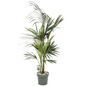 Klassieke Kentia Palm Howea forsteriana op hydrocultuur voor kantoor