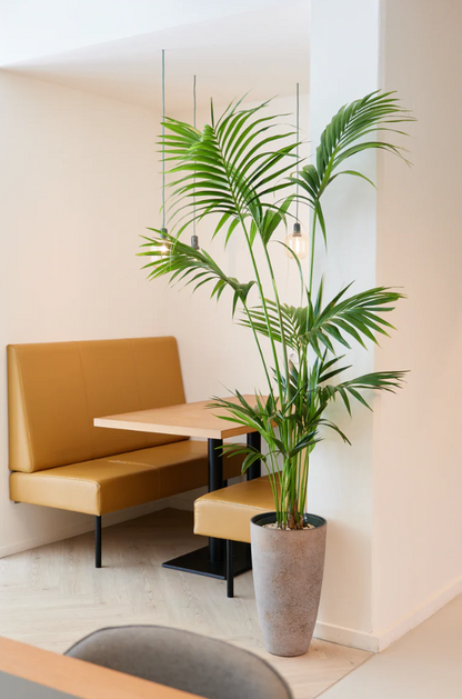 Klassieke Kentia Palm Howea forsteriana op hydrocultuur voor kantoor