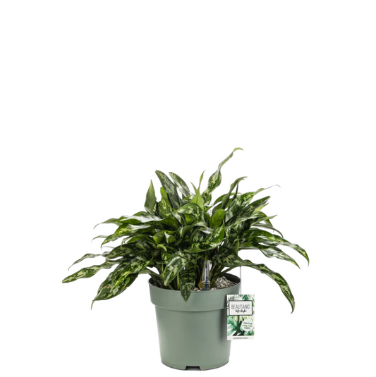 Schaduwtolerante Aglaonema Maria op hydrocultuur voor kantoorhoeken