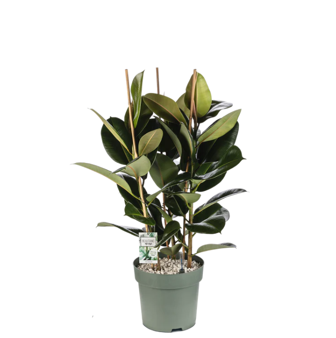 Volle Ficus Makana toef op hydrocultuur als natuurlijke roomdivider