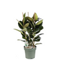 Volle Ficus Makana toef op hydrocultuur als natuurlijke roomdivider