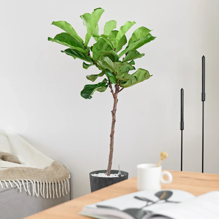 Zakelijke Ficus Lyrata op hydrocultuur in kantoorinterieur