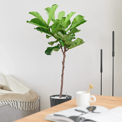 Zakelijke Ficus Lyrata op hydrocultuur in kantoorinterieur