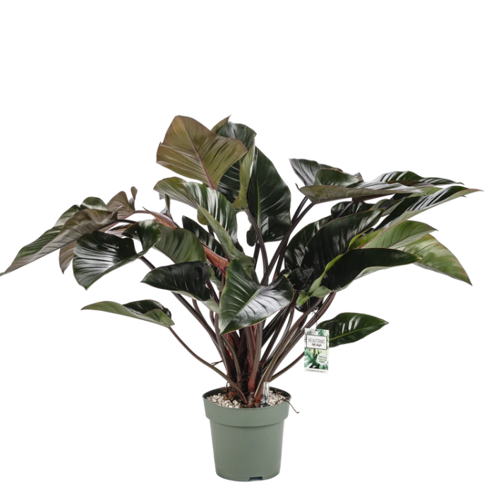 Exclusieve Philodendron Red Beauty op hydrocultuur voor luxe kantoor