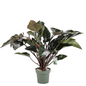 Exclusieve Philodendron Red Beauty op hydrocultuur voor luxe kantoor