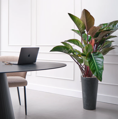 Exclusieve Philodendron Red Beauty op hydrocultuur voor luxe kantoor