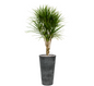 Dracaena Marginata in Claire | Vulkastrat