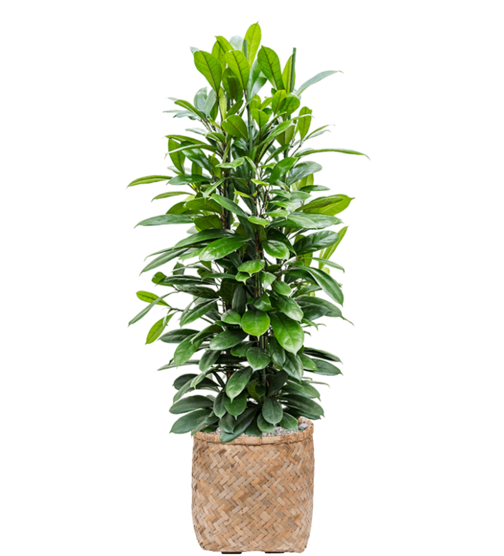Ficus Cyathistipulain Bohemian | Vulkastrat