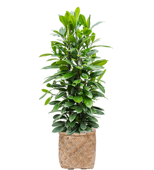 Ficus Cyathistipulain Bohemian | Vulkastrat