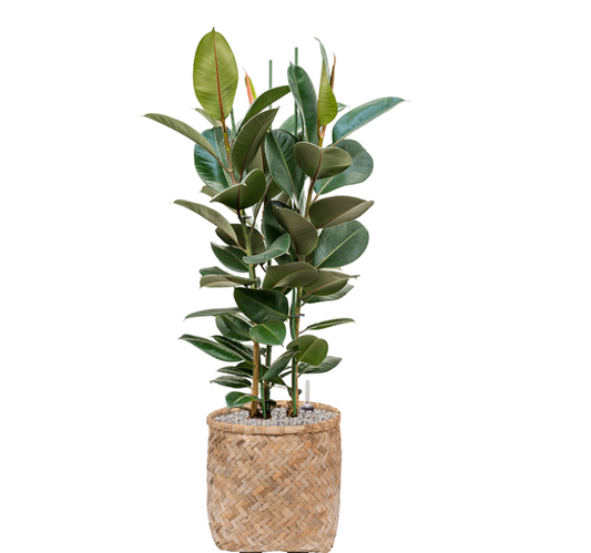 Ficus Elastica in Bohemian | Vulkastrat