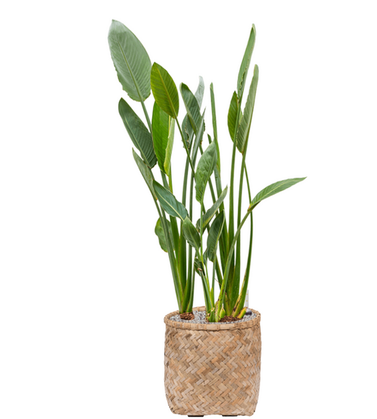 Strelitzia Reginae in Bohemian | Vulkastrat
