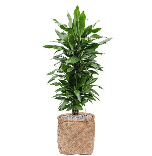 Dracaena Fragans Janet Lind in Bohemian | Vulkastrat