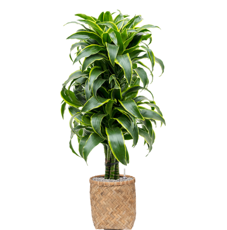 Dracaena Fragans Dorado in Bohemian | Vulkastrat