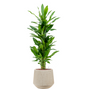 Dracaena Burundii in Raindrop | Hydrocultuur