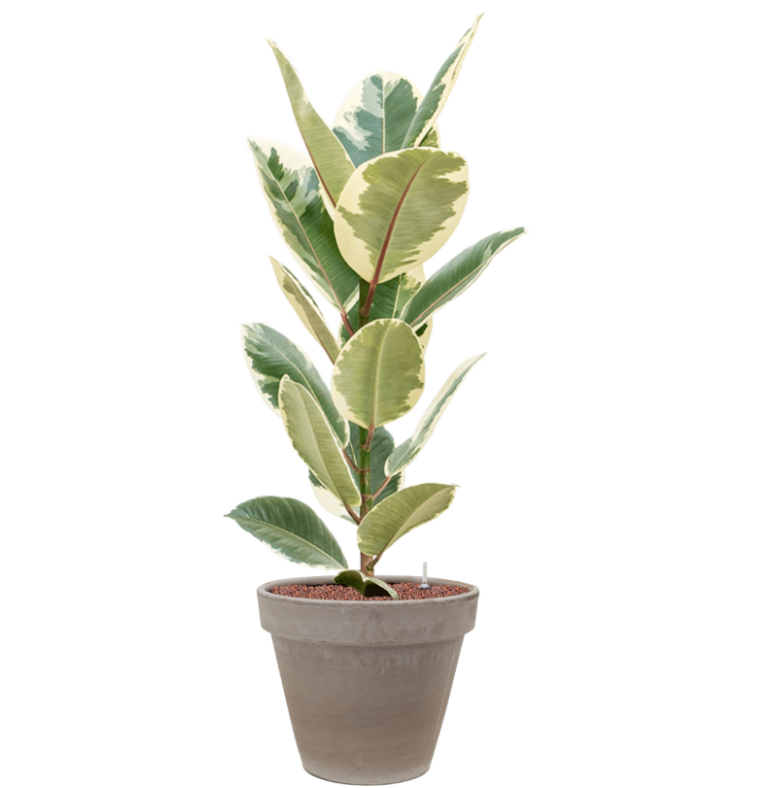 Ficus Elastica Tineke in Terra | Hydrocultuur