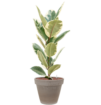 Ficus Elastica Tineke in Terra | Hydrocultuur