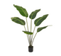 Strelitzia (FR)