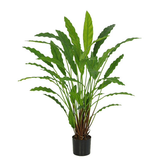 Calathea Bush (FR)
