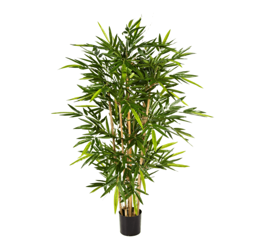 Bamboo Vertakt (FR)