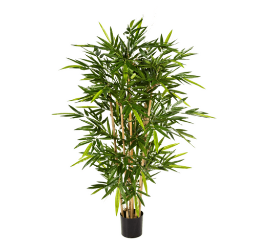 Bamboo Vertakt (FR)