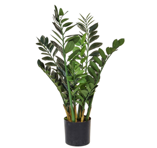 Zamioculcas (FR)