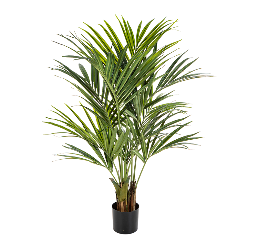 Kentia Palm (FR)