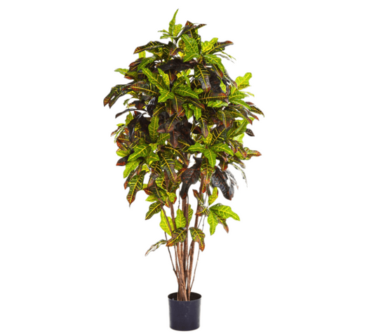 Croton Vertakt (FR)