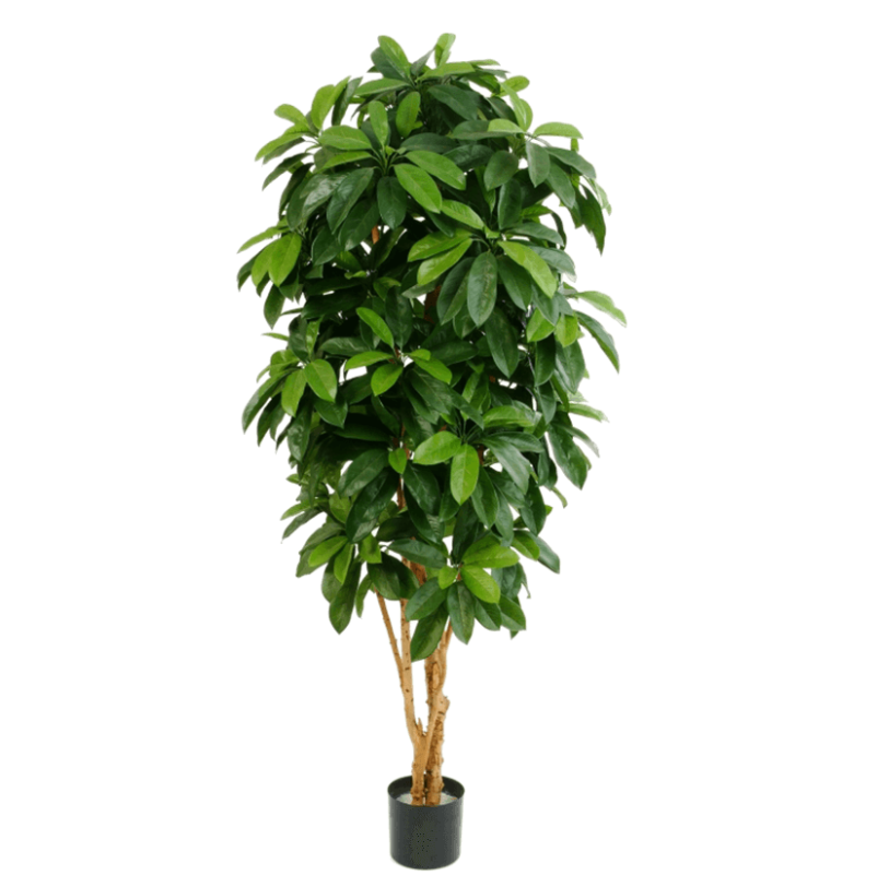 Schefflera Vertakt (FR)