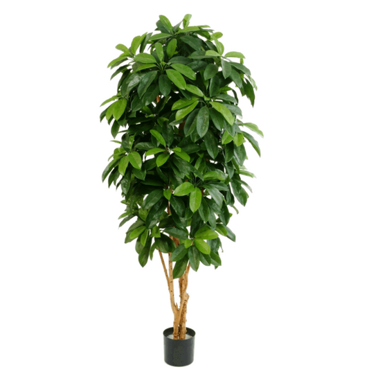 Schefflera Vertakt (FR)