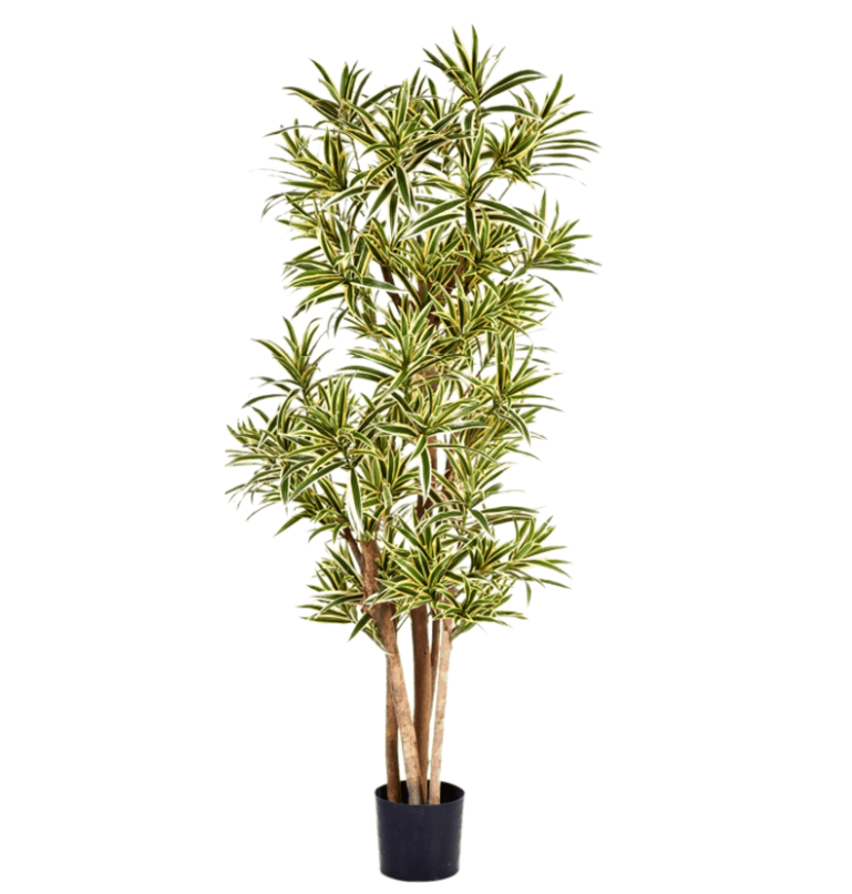 Dracaena Reflexa Vertakt (FR)