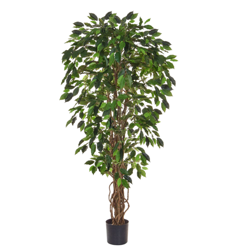 Ficus Liana (FR)