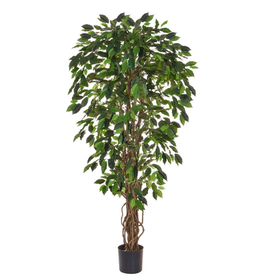 Ficus Liana (FR)