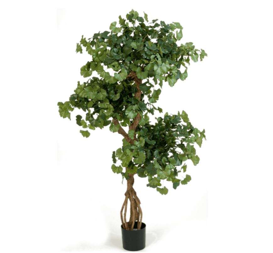 Sweet Gingko Vertakt (FR)