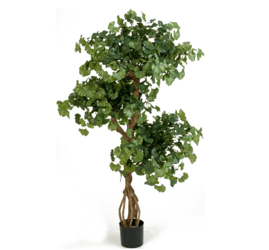 Sweet Gingko Vertakt (FR)