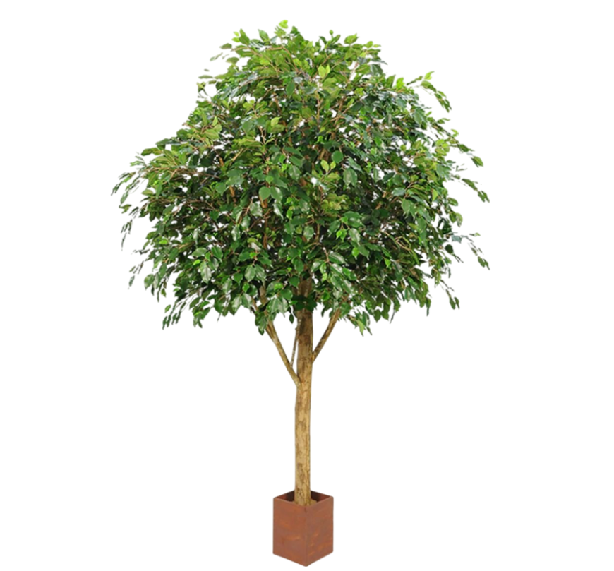 Ficus Exotica Giant Deluxe (FR)